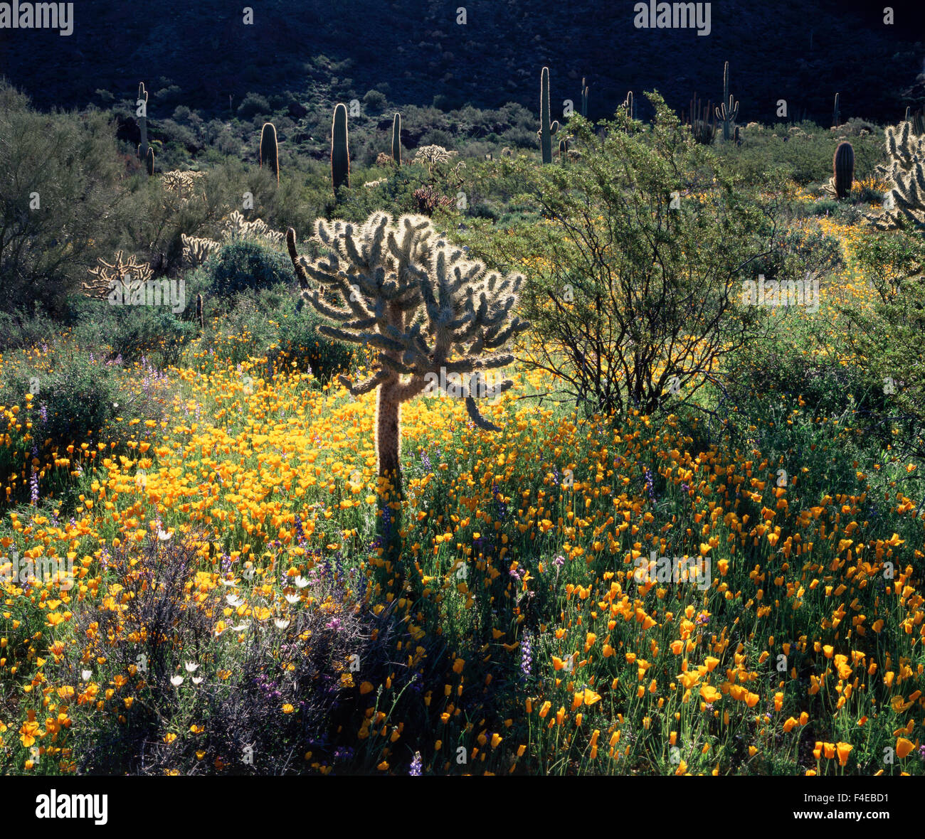 Organo a canne Cactus monumento nazionale, California Poppy (Eschscholzia California) Fiori Selvatici circondano un Jumping Cholla (Cylindropuntia bigelovii) e cactus Saguaro (Carnegiea gigantea) in Ajo montagne. (Grandi dimensioni formato disponibile) Foto Stock