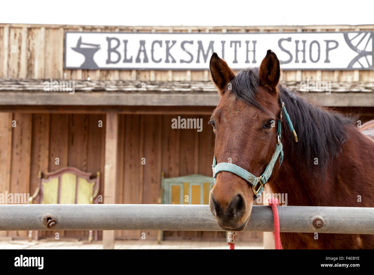 Stallone bianco Dude Ranch. Tucson, Arizona, Stati Uniti. Foto Stock