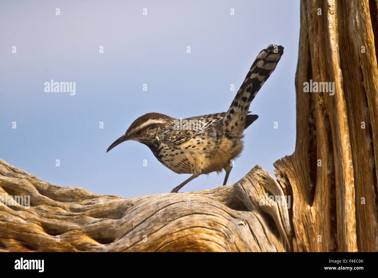 Cactus Wren, passeggiate, albero morto, Arizona-Sonoran Desert Museum, il Parco nazionale del Saguaro, Arizona, Stati Uniti d'America Foto Stock