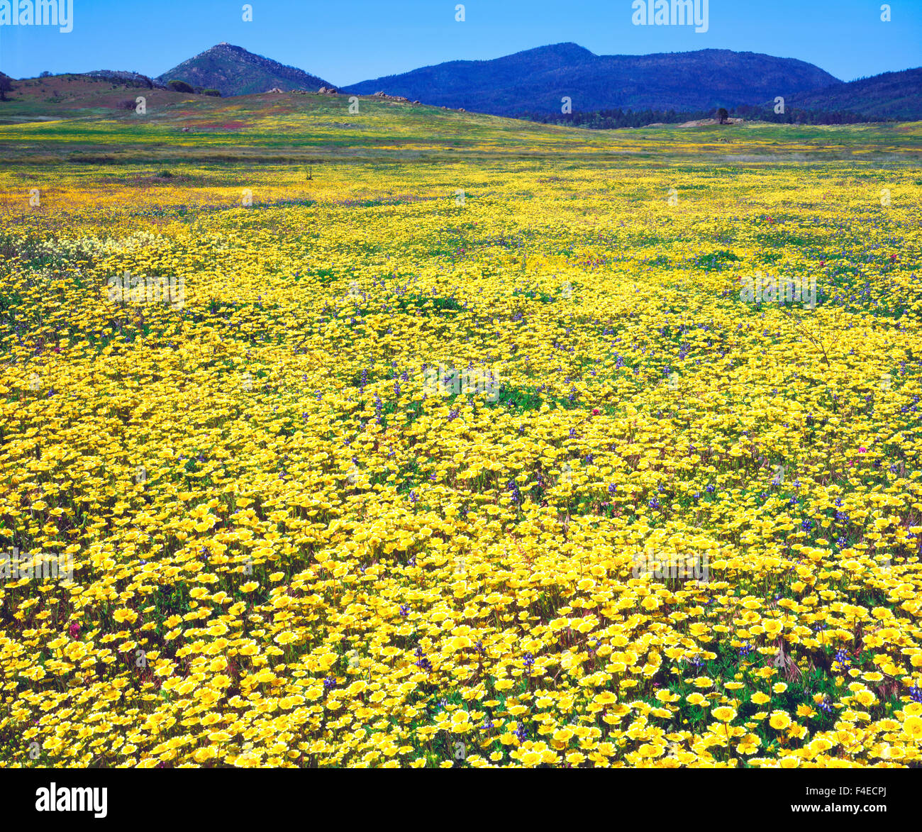 Stati Uniti, California, Cuyamaca Rancho parco dello stato. Punta ordinato fiori selvatici fioriscono dopo il 2003 Cedar Fire e precipitazioni record. (Formato di grandi dimensioni disponibili). Credito come: Christopher Talbot Frank Jaynes / Galleria / DanitaDelimont.com Foto Stock