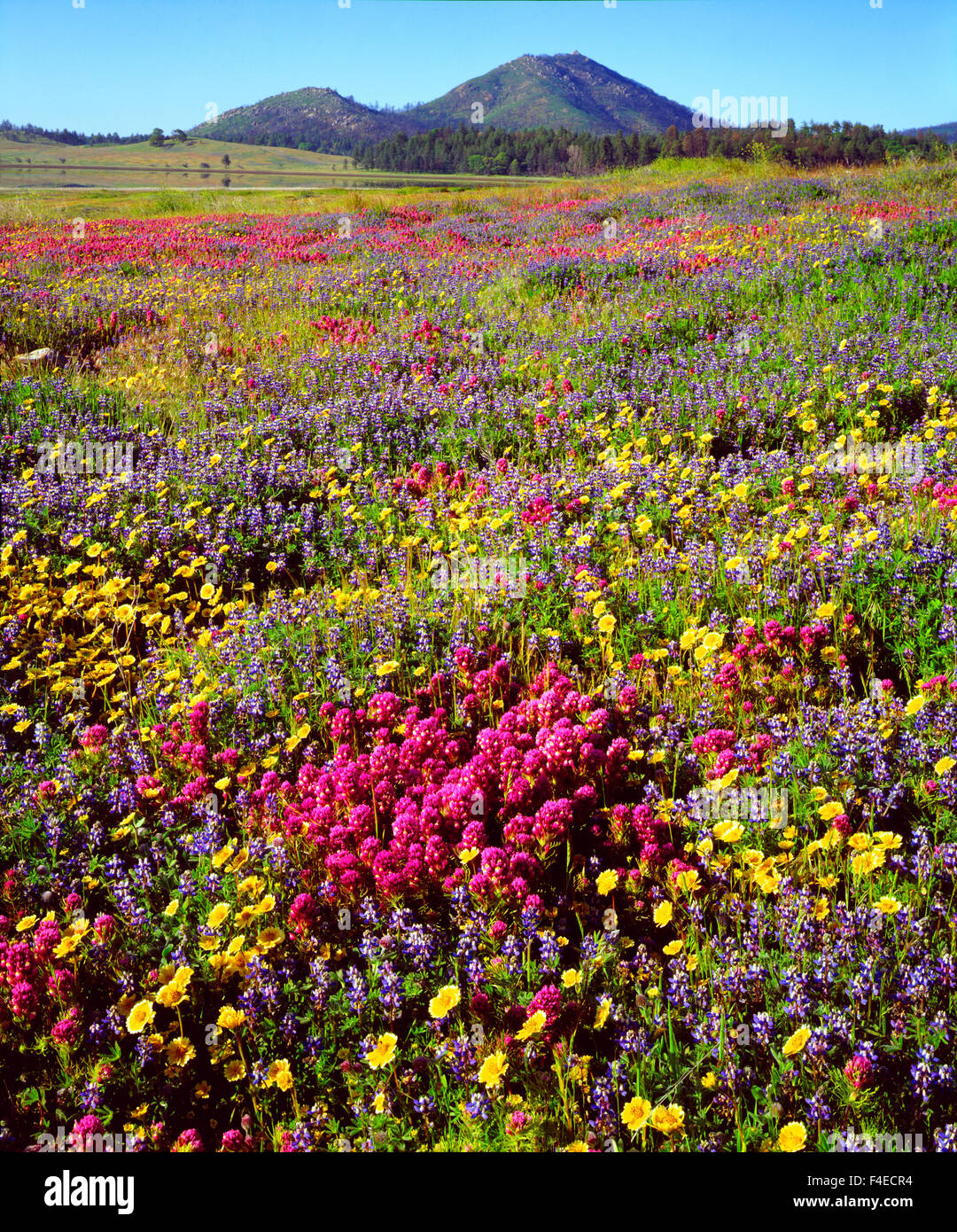 Stati Uniti, California, Cuyamaca Rancho parco dello stato. Fiori selvaggi vicino Lago Cuyamaca. Credito come: Christopher Talbot Frank Jaynes / Galleria / DanitaDelimont.com Foto Stock