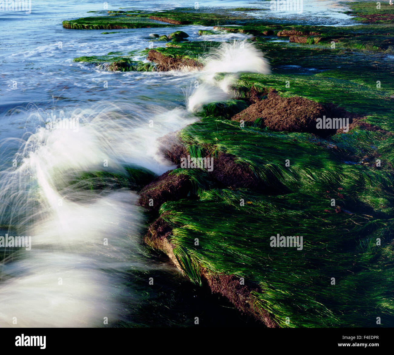 Stati Uniti, California, San Diego. Onde che si infrangono sulle pozze di marea ricoperto di erba di anguilla. Credito come: Christopher Talbot Frank Jaynes / Galleria / DanitaDelimont.com Foto Stock