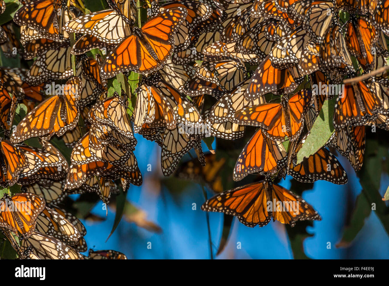 Stati Uniti, California, Pismo Beach. La migrazione di farfalle monarca si aggrappano alle foglie. Credito come: Cathy e Gordon Illg Jaynes / Galleria / DanitaDelimont.com Foto Stock