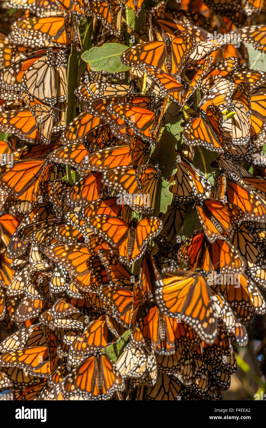 Stati Uniti, California, Pismo Beach. La migrazione di farfalle monarca si aggrappano alle foglie. Credito come: Cathy e Gordon Illg Jaynes / Galleria / DanitaDelimont.com Foto Stock