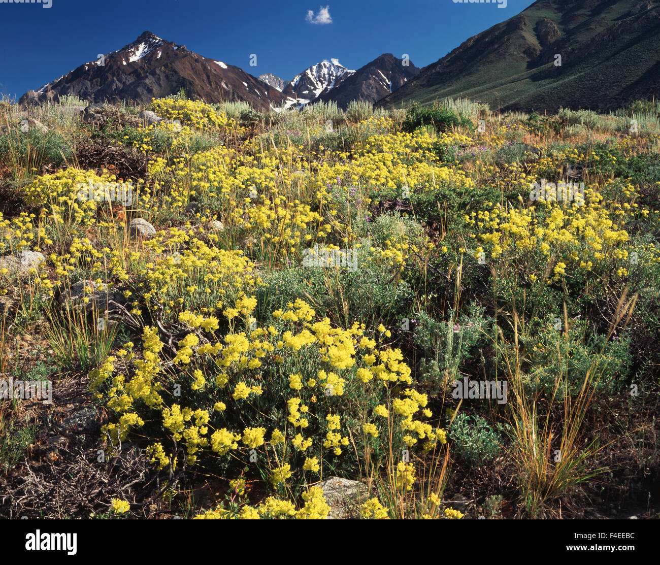 California, Sierra Nevada, Inyo National Forest, zolfo grano saraceno (Eriogonum umbellatum) fiori selvatici in McGee area torrente. (Grandi dimensioni formato disponibile) Foto Stock