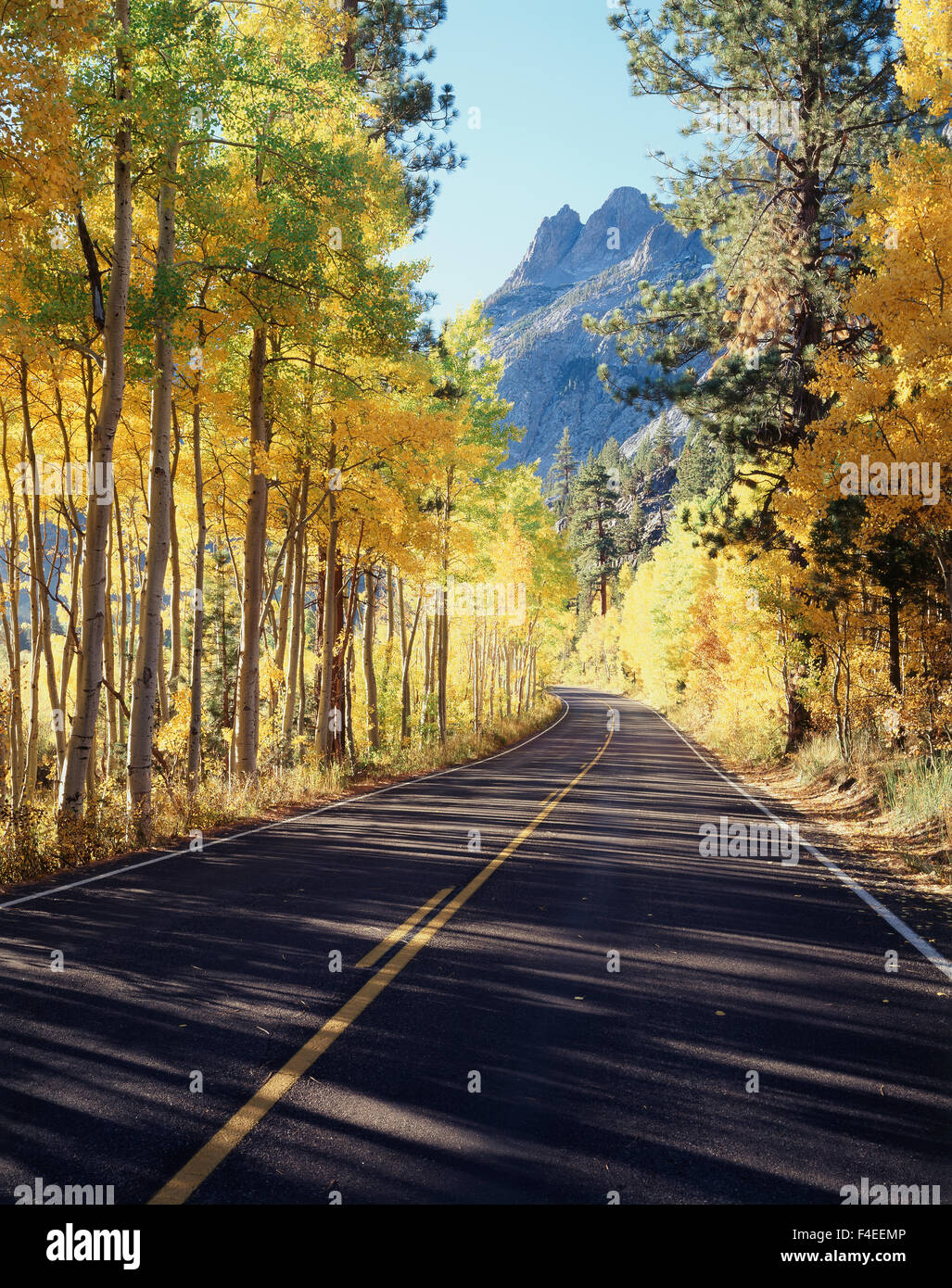 California, Sierra Nevada, Inyo National Forest, una strada attraverso i colori dell'autunno di aspen trees (Populus tremuloides) nel giugno Lago di loop. (Grandi dimensioni formato disponibile) Foto Stock