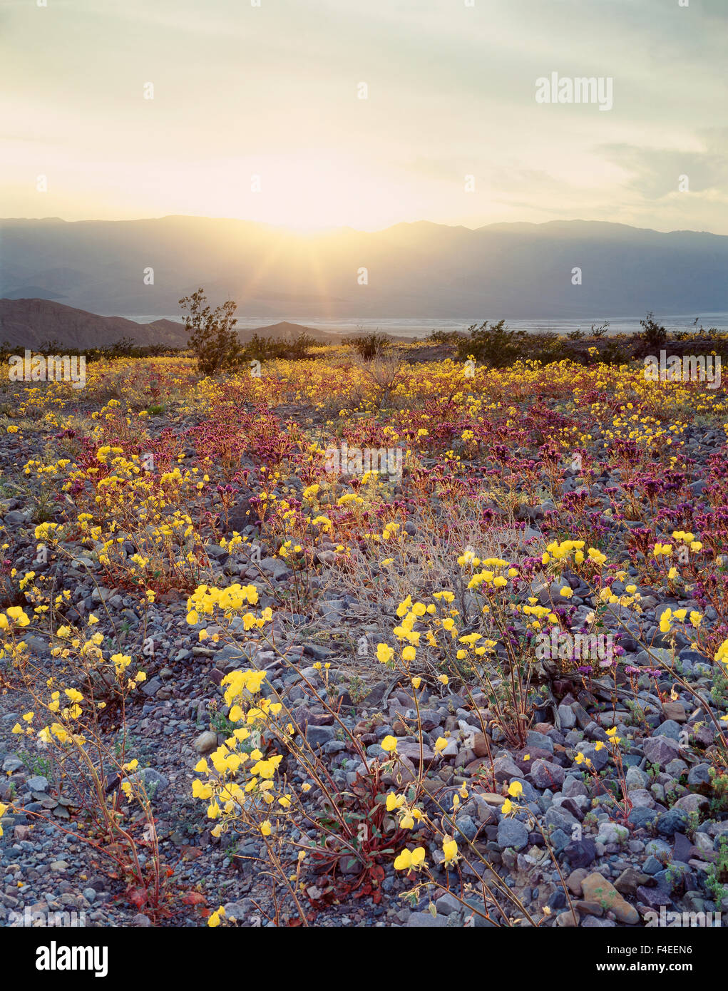 California, Parco Nazionale della Valle della Morte, Sun tazze di fiori selvatici (Camissoniopsis bistorta) al tramonto sulla Valle della Morte. (Grandi dimensioni formato disponibile) Foto Stock