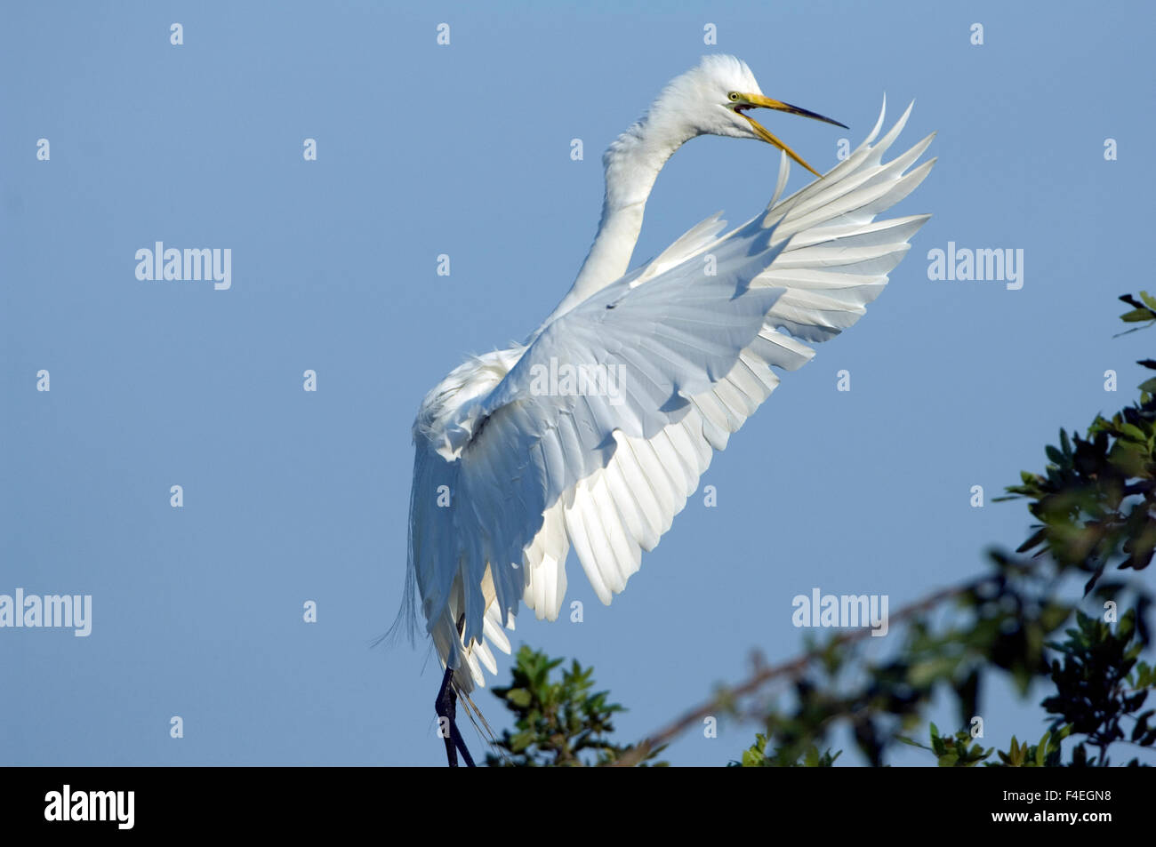 Florida, Venezia, Audubon Santuario, comune Garzetta battenti e chiamata Foto Stock