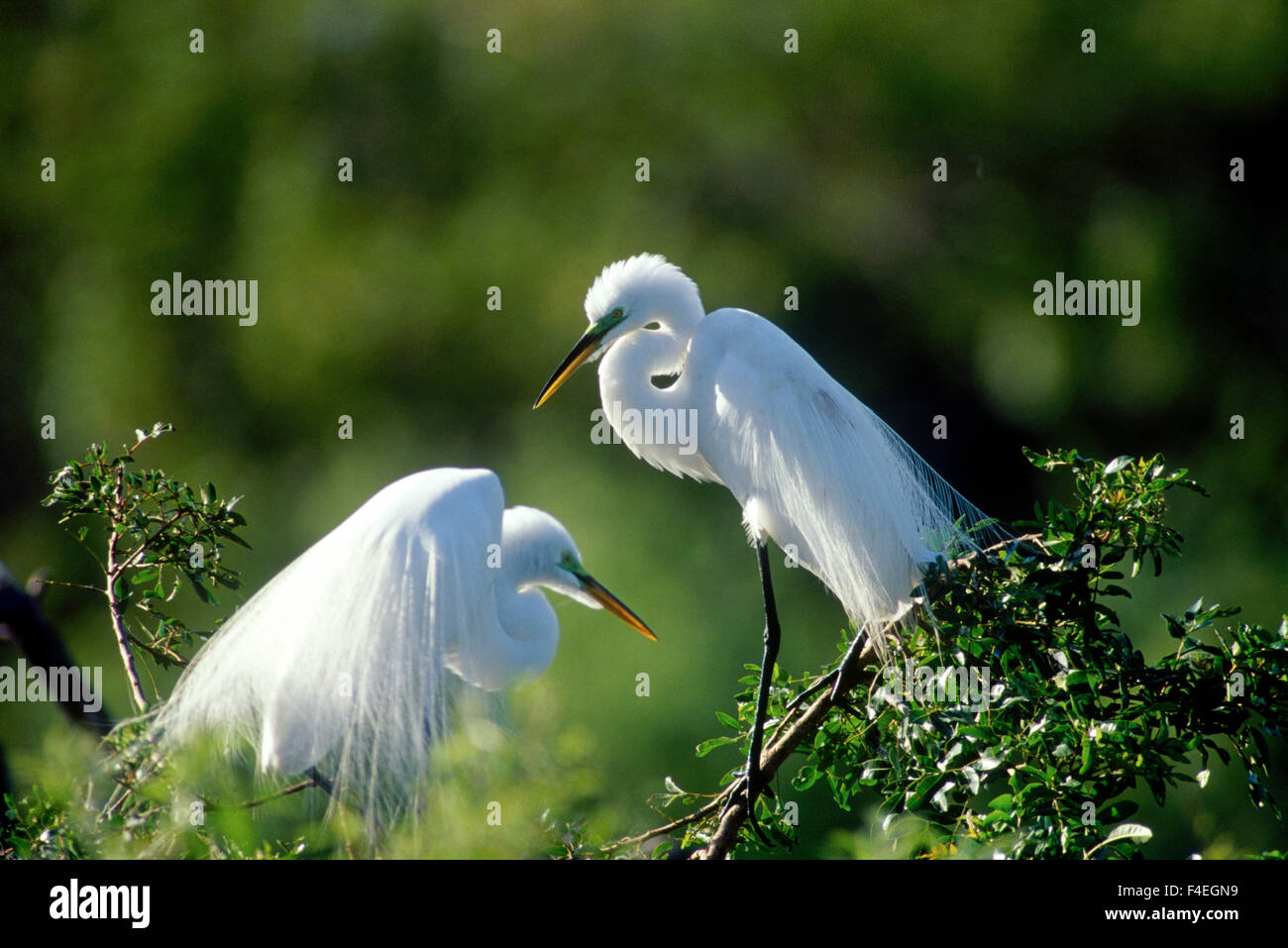 Florida, Venezia, Audubon Santuario, comune Garzetta coppia in allevamento piumaggio retro-illuminato Foto Stock