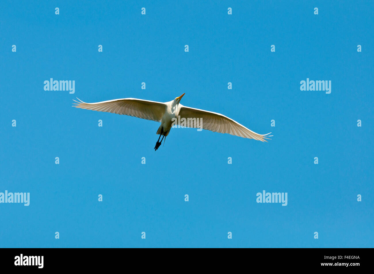 Florida, Venezia, Audubon Santuario, comune Garzetta battenti Foto Stock