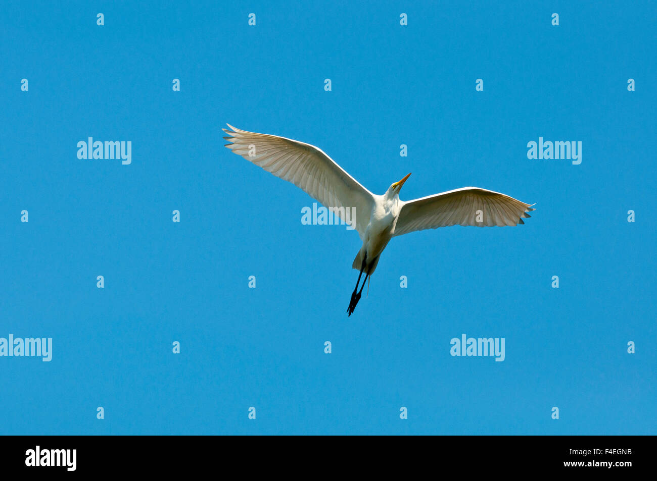 Florida, Venezia, Audubon Santuario, comune Garzetta battenti Foto Stock