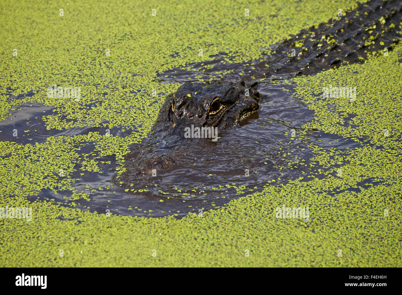 Stati Uniti d'America, Florida, Fakahatchee Strand preservare stato parco Alligator. Foto Stock