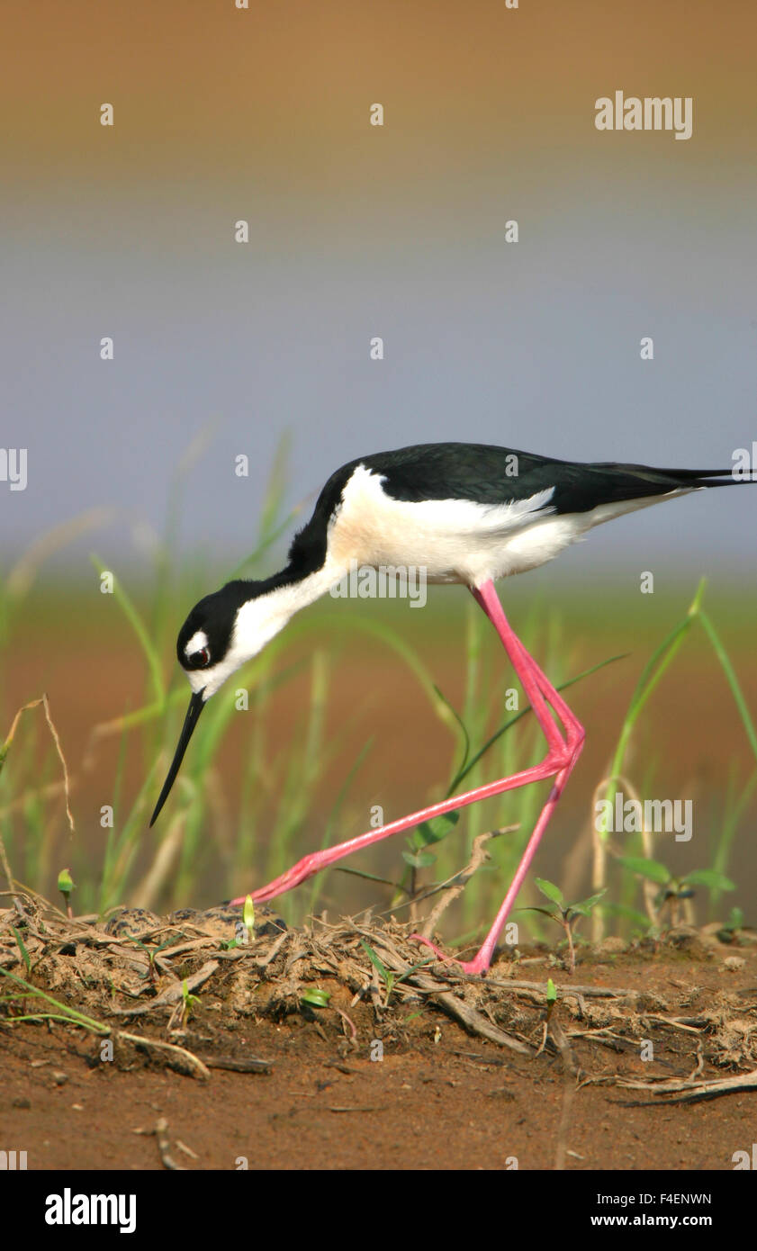 Nero-colli (Stilt Himantopus mexicanus) girando le uova a nido Karl Bartel prateria, Prairie Ridge SNA, Marion Co. IL Foto Stock