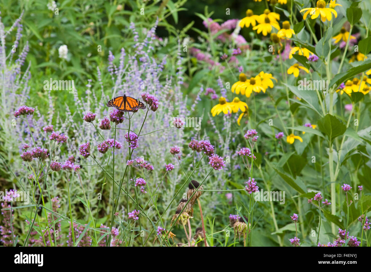 La Monarch (Danaus plexippus) nel giardino delle farfalle, Marion Co. IL Foto Stock