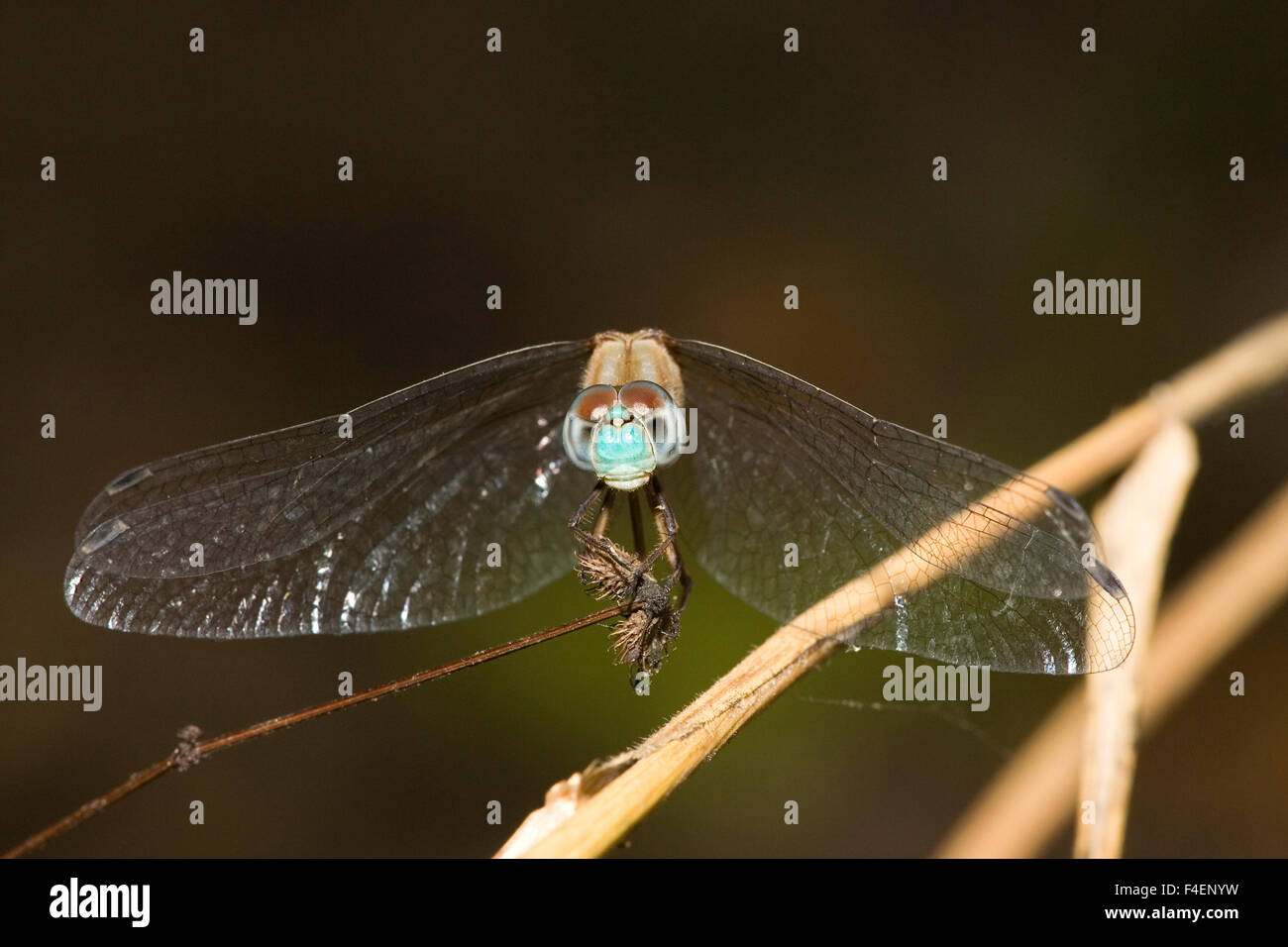 Blu-di fronte Meadowhawk (Sympetrum ambiguum) maschio, Marion Co. IL Foto Stock