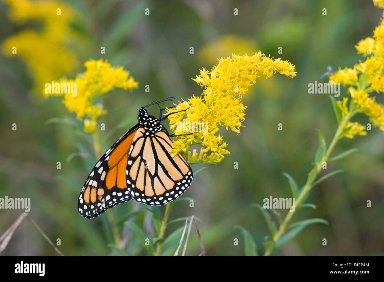 La Monarch (Danaus plexippus) su oro (Solidago) Marion Co. IL Foto Stock