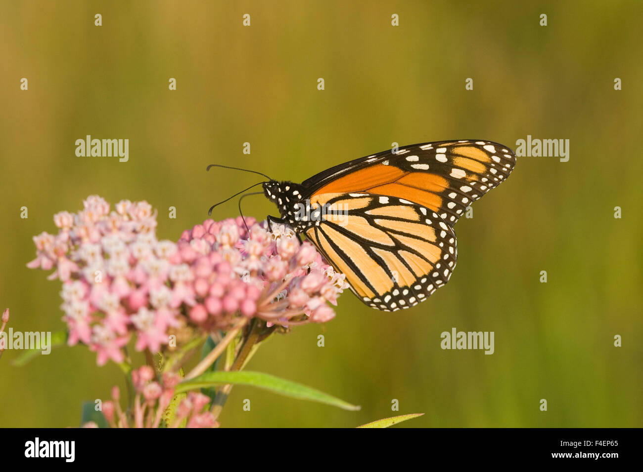 La Monarch (Danaus plexippus) su Swamp Milkweed (Asclepias incarnata) Marion Co. IL Foto Stock