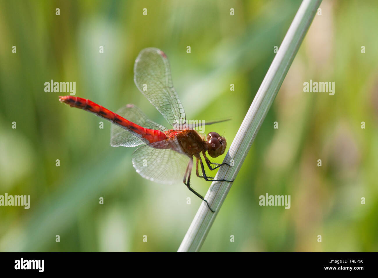 Ruby Meadowhawk (Sympetrum rubicundulum) maschio appollaiato vicino a zona umida, Cook Co., IL Foto Stock