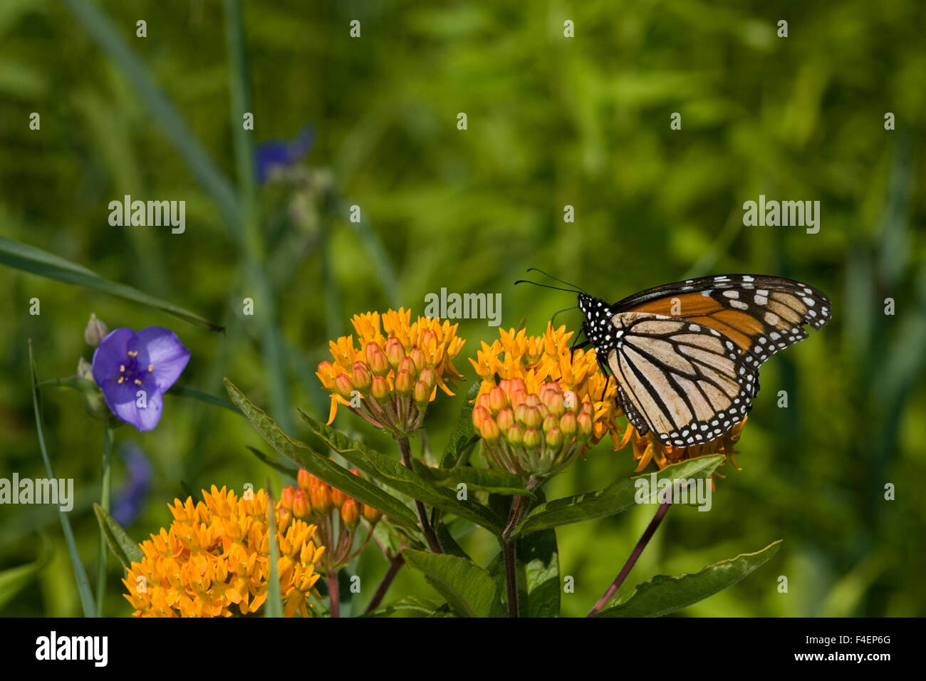 La Monarch (Danaus plexippus) sulla farfalla (Milkweed Asclepias tuberosa) Marion Co. IL Foto Stock
