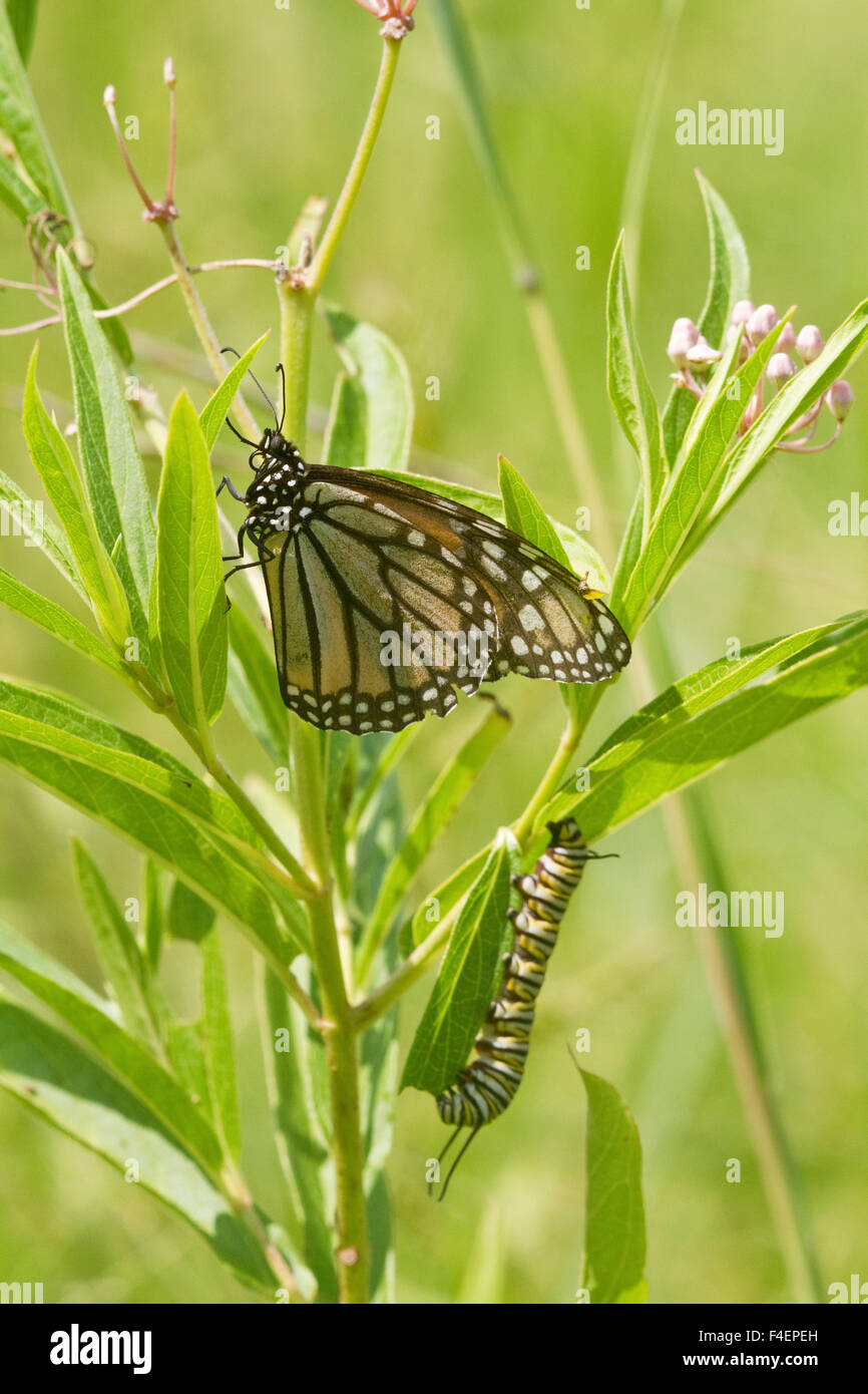 La Monarch (Danaus plexippus) farfalla e caterpillar larva sulla pianta ospite Milkweed palude (Asclepias incarnata) Marion, Illinois, Stati Uniti d'America. Foto Stock