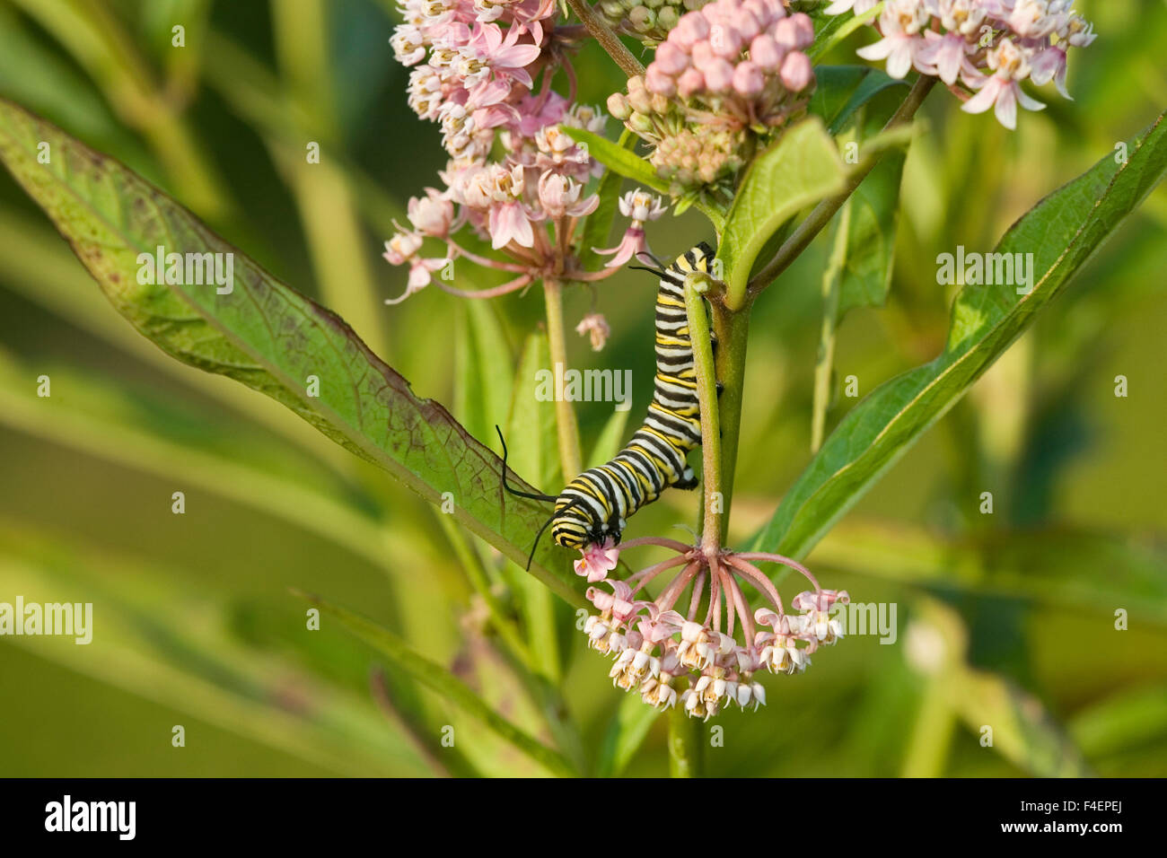 La Monarch (Danaus plexippus) caterpillar su Swamp Milkweed (Asclepias incarnata). Marion, Illinois, Stati Uniti d'America. Foto Stock