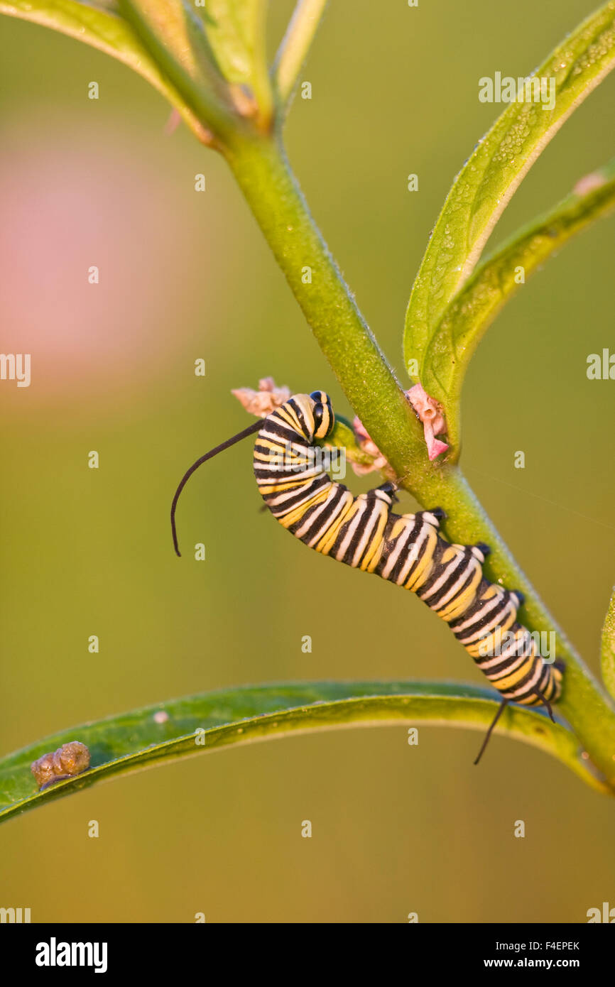 La Monarch (Danaus plexippus) caterpillar su Swamp Milkweed (Asclepias incarnata). Marion, Illinois, Stati Uniti d'America. Foto Stock