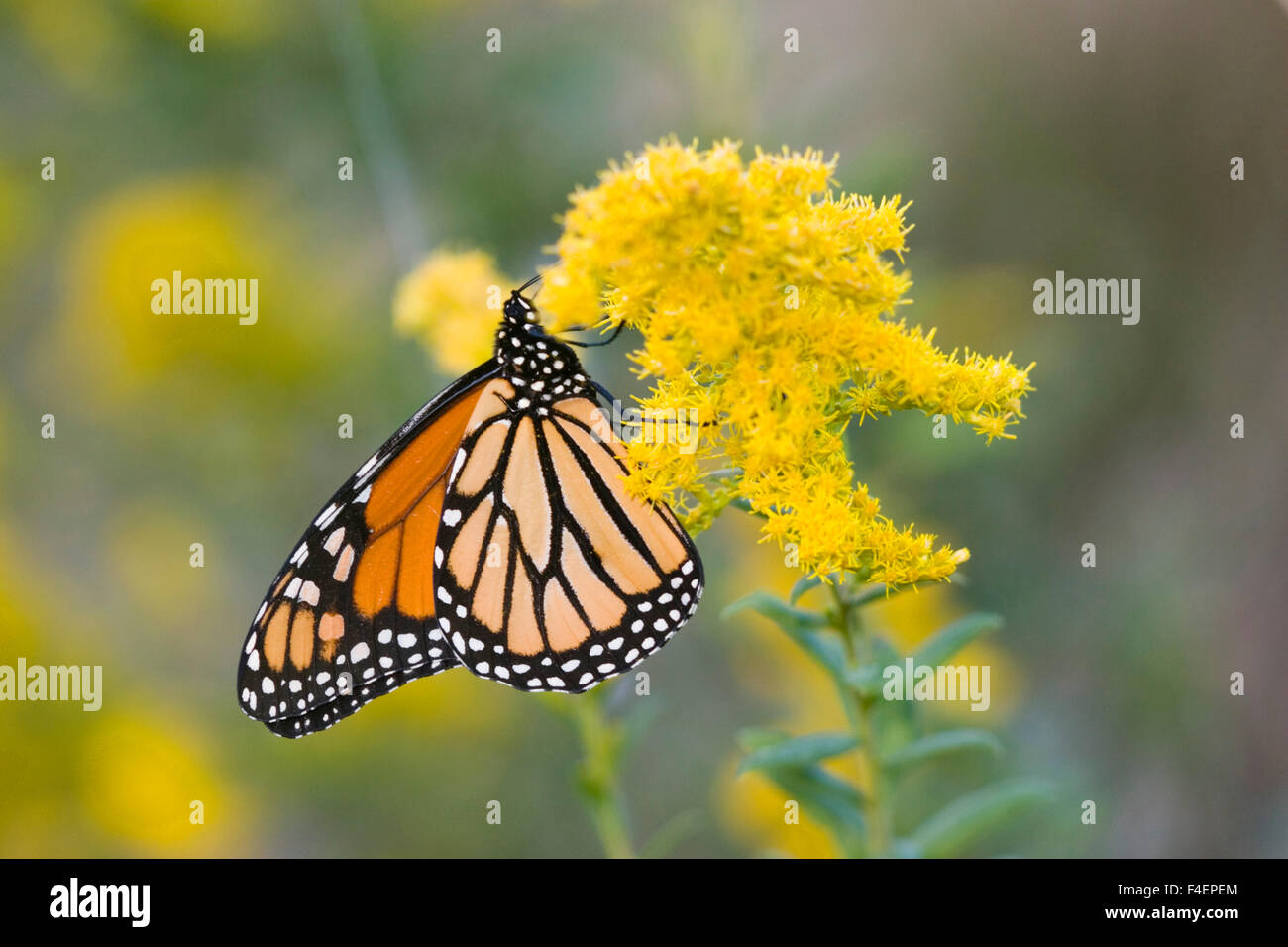 La Monarch (Danaus plexippus) su oro (Solidago sp.). Marion, Illinois, Stati Uniti d'America. Foto Stock