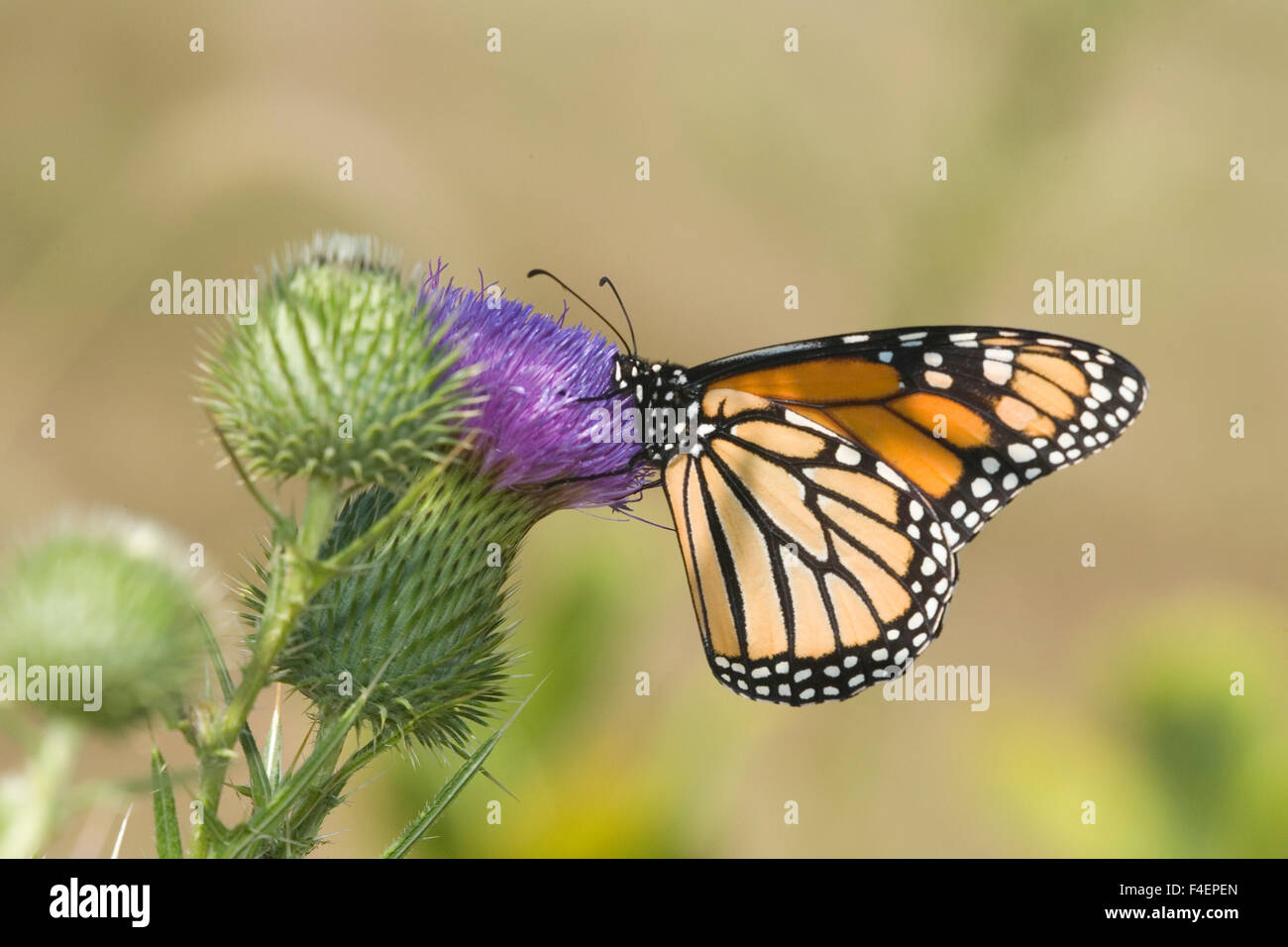 La Monarch (Danaus plexippus) su pascolo Thistle (Cirsium scolorire) prateria Ridge SNA, Marion, Illinois, Stati Uniti d'America. Foto Stock