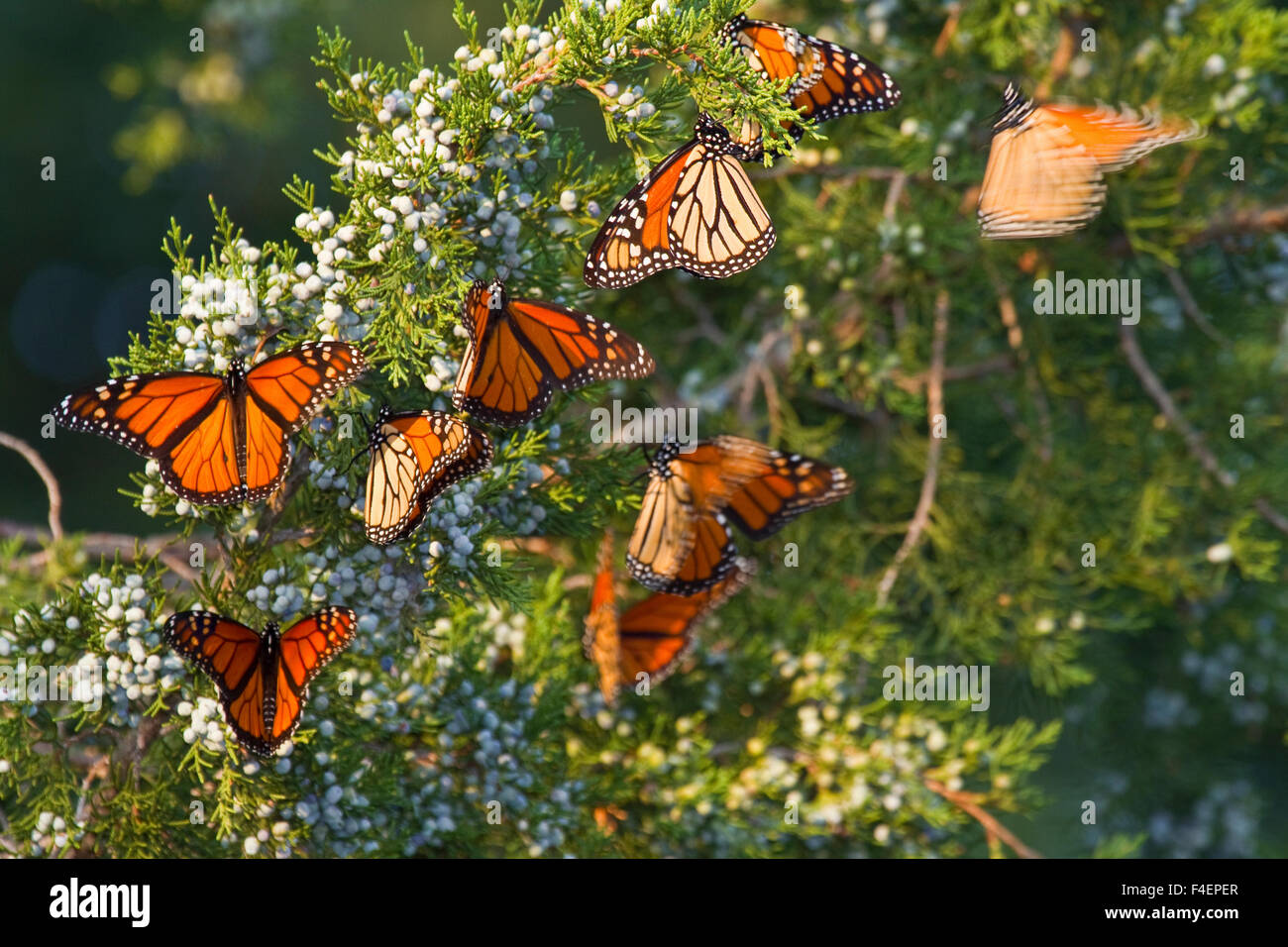 Farfalle monarca (Danaus plexippus) sono ' appollaiati in Eastern Red Cedar tree (Juniperus Virginiana), Prateria Ridge Stato Area Naturale Marion, Illinois, Stati Uniti d'America. Foto Stock