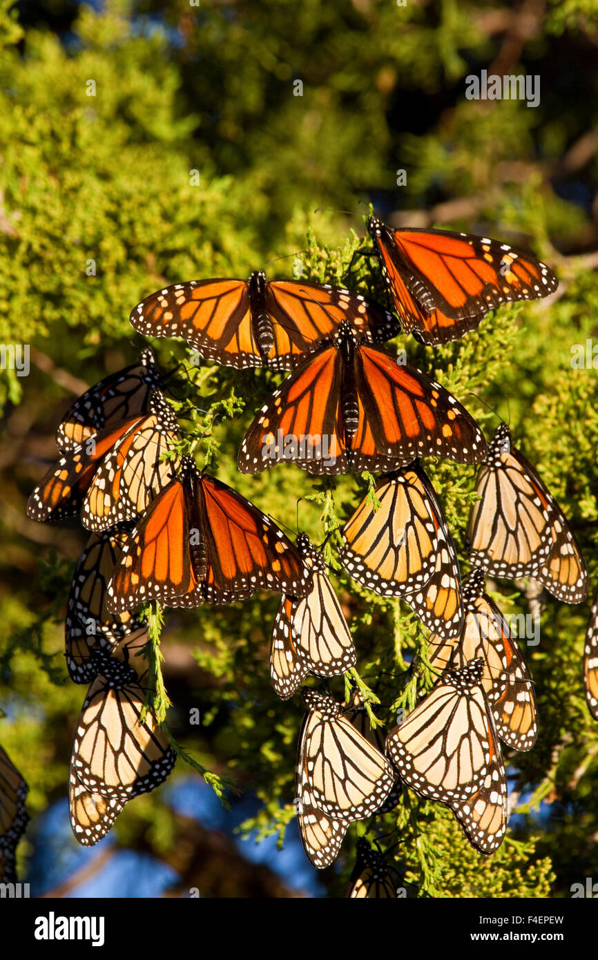 Farfalle monarca (Danaus plexippus) sono ' appollaiati in Eastern Red Cedar tree (Juniperus Virginiana), Prateria Ridge Stato Area Naturale Marion, Illinois, Stati Uniti d'America. Foto Stock