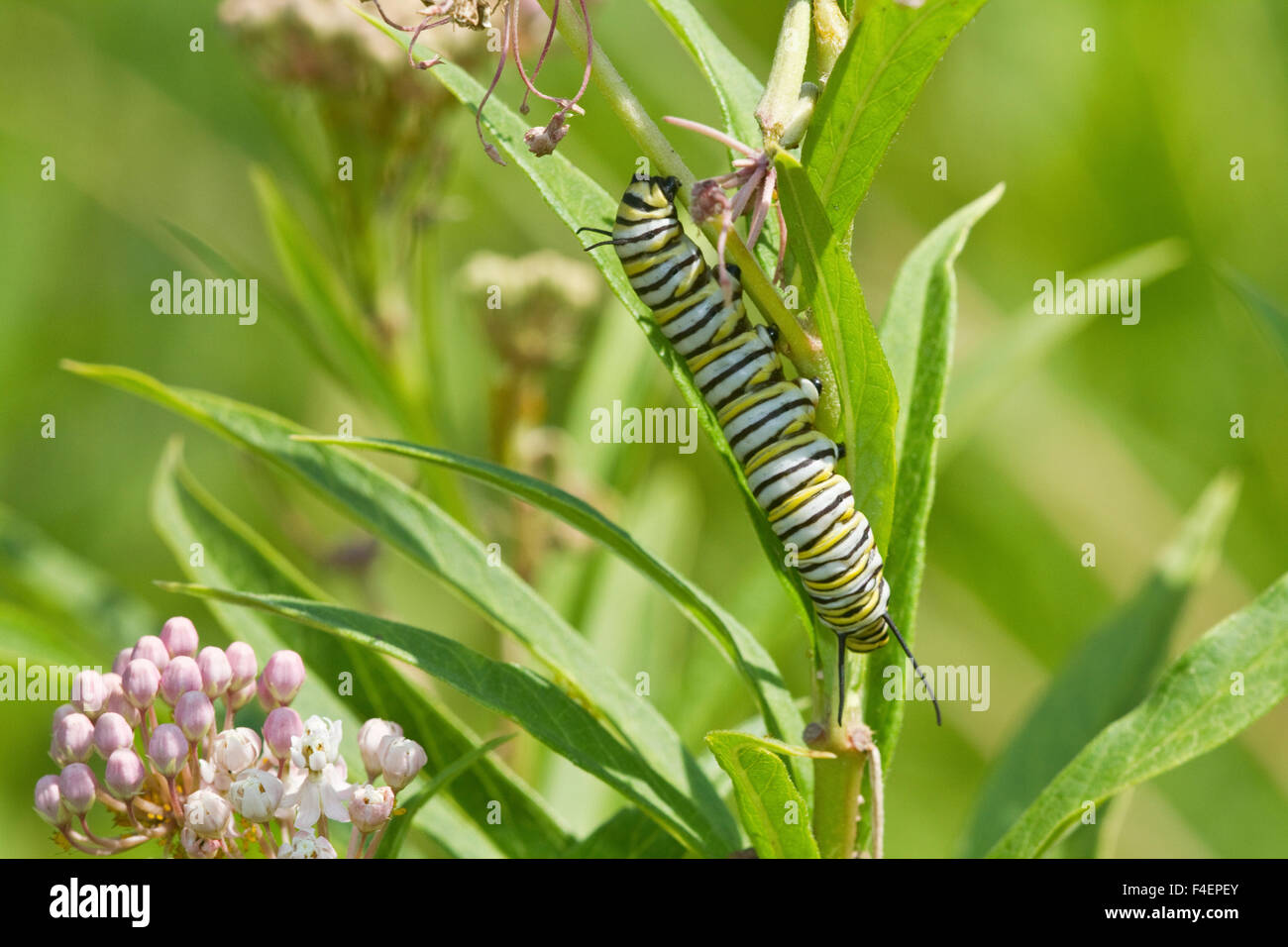 Farfalla monarca (Danaus plexippus) caterpillar su Swamp Milkweed (Asclepias incarnata) Marion, Illinois, Stati Uniti d'America. Foto Stock