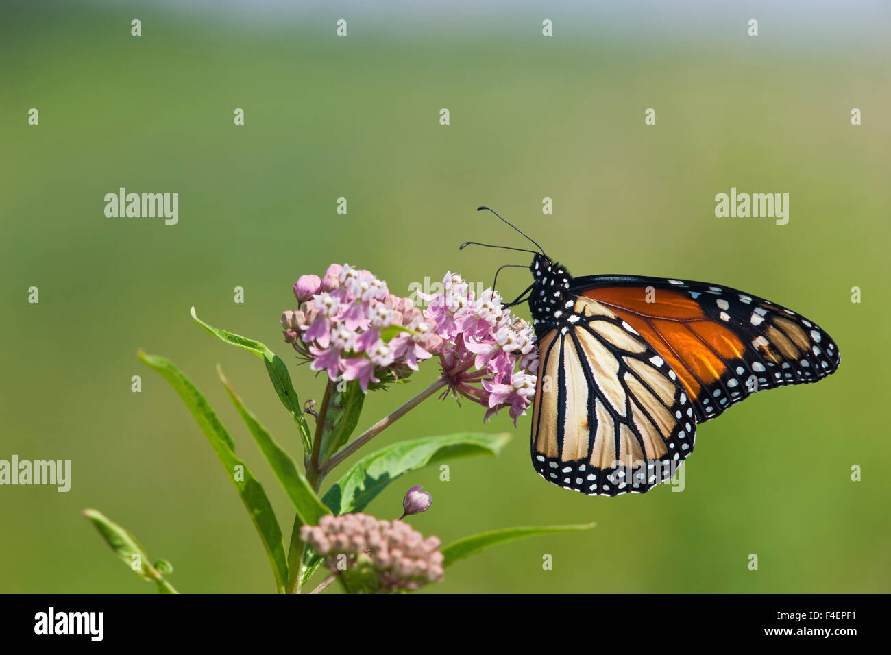 Farfalla monarca (Danaus plexippus) maschio su Swamp Milkweed (Asclepias incarnata) Marion, Illinois, Stati Uniti d'America. Foto Stock