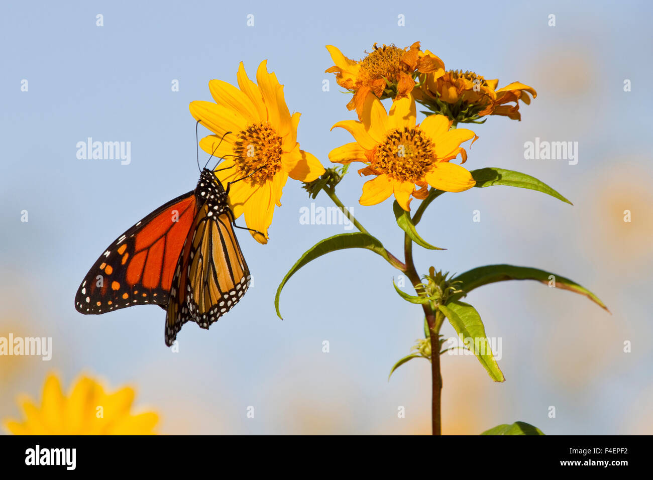 Farfalla monarca (Danaus plexippus) su Butterweed (Senecio glabellus) prateria Ridge Stato Area Naturale Marion, Illinois, Stati Uniti d'America. Foto Stock