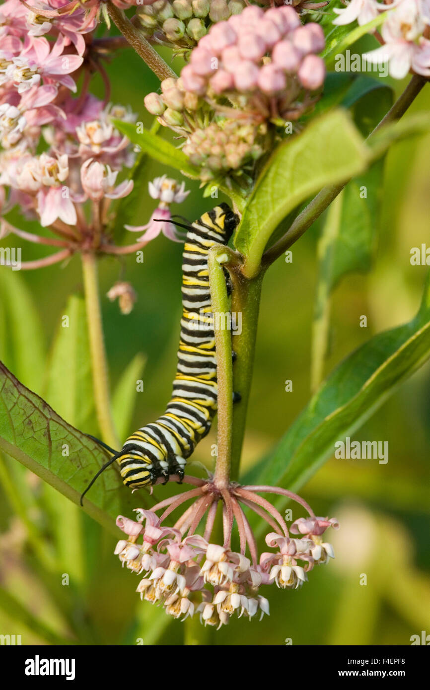 La Monarch (Danaus plexippus) caterpillar su Swamp Milkweed (Asclepias incarnata) Marion Co. IL Foto Stock