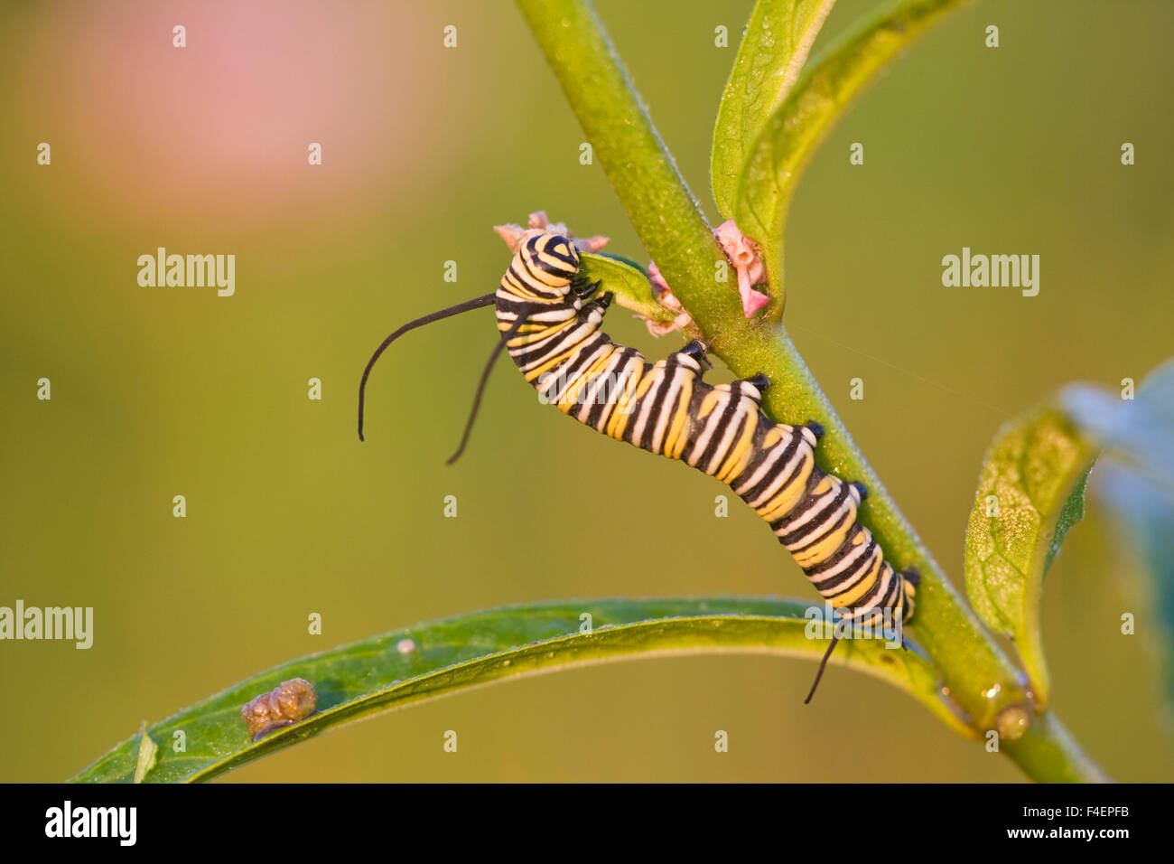 La Monarch (Danaus plexippus) caterpillar su Swamp Milkweed (Asclepias incarnata) Marion Co. IL Foto Stock