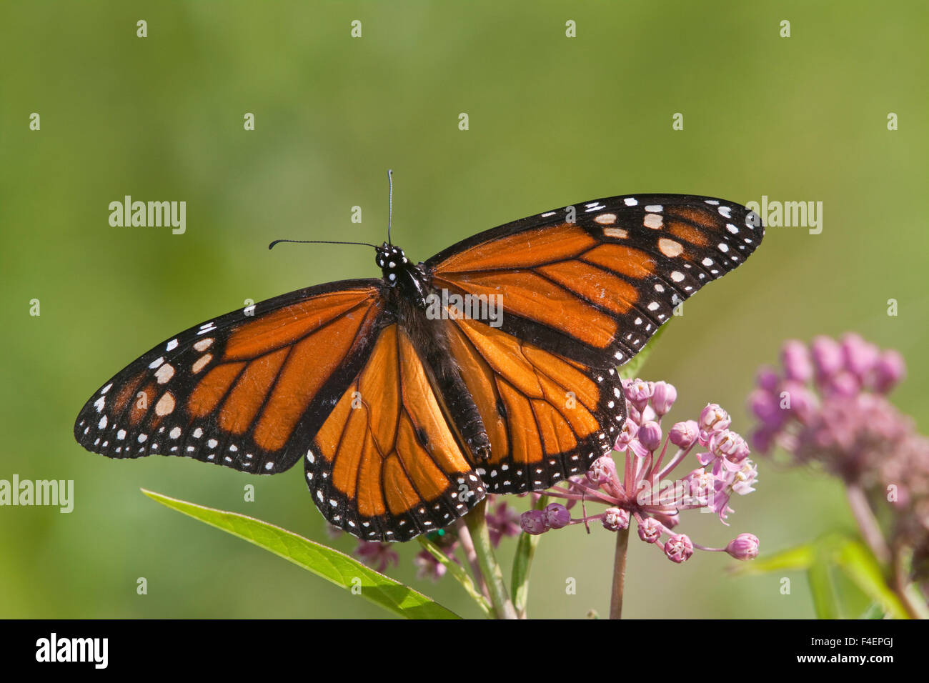 Farfalla monarca (Danaus plexippus) maschio su Swamp Milkweed (Asclepias incarnata) Marion Co., IL Foto Stock