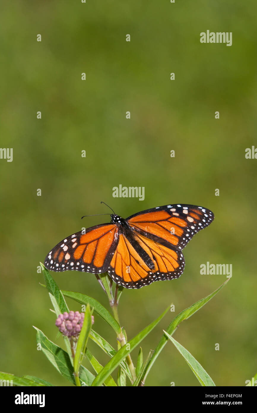 Farfalla monarca (Danaus plexippus) maschio su Swamp Milkweed (Asclepias incarnata) Marion Co., IL Foto Stock