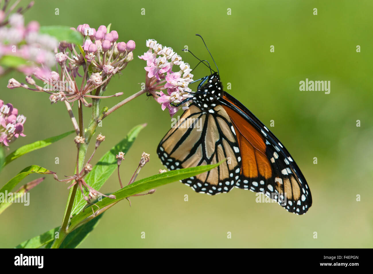 Farfalla monarca (Danaus plexippus) maschio su Swamp Milkweed (Asclepias incarnata) Marion Co., IL Foto Stock