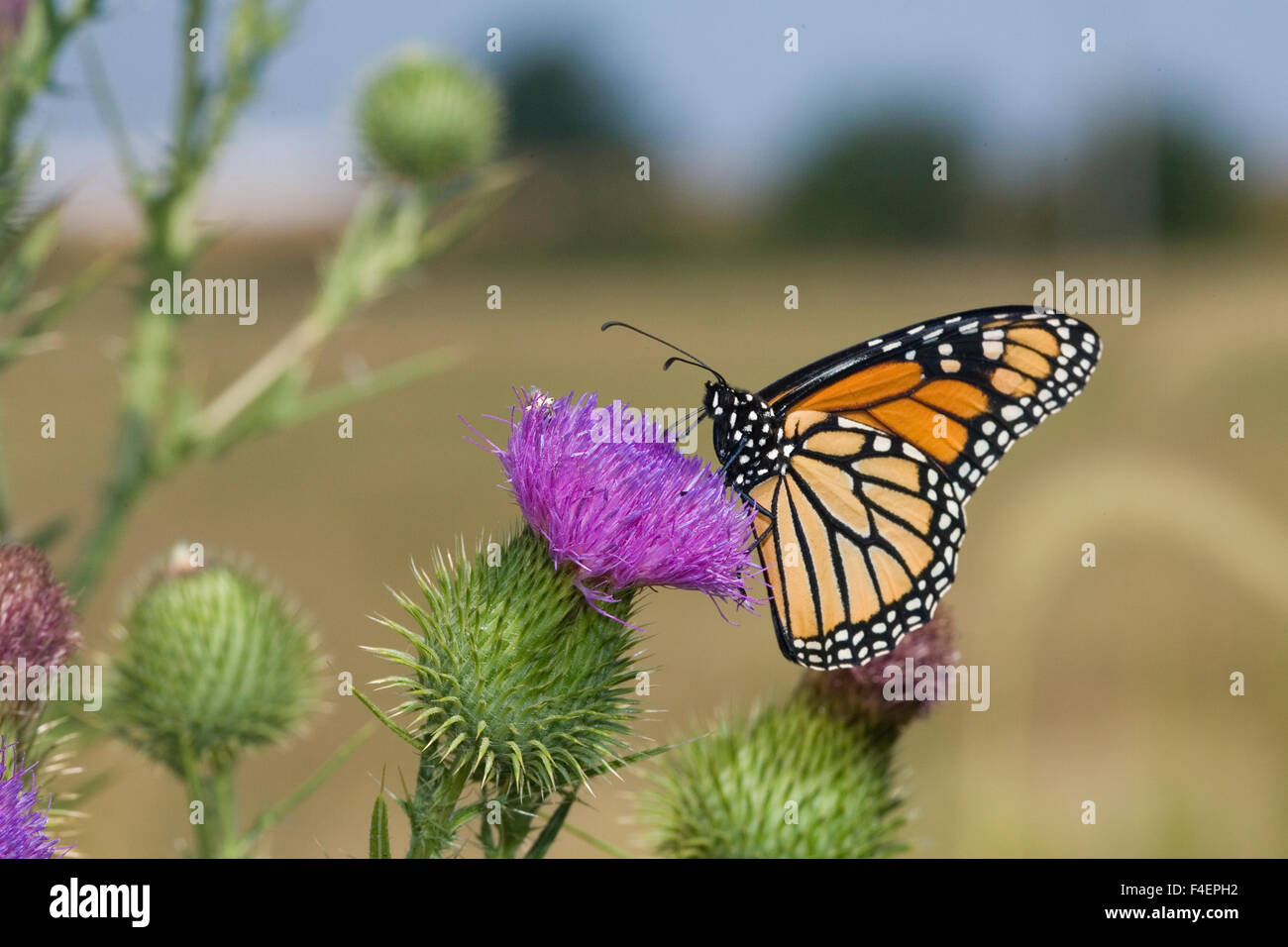 La Monarch (Danaus plexippus) su pascolo Thistle (Cirsium scolorire) prateria Ridge Stato Area Naturale, Marion Co. IL Foto Stock