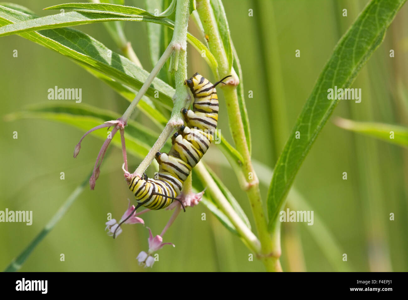 Farfalla monarca (Danaus plexippus) caterpillar su Swamp Milkweed (Asclepias incarnata) Marion Co., IL Foto Stock