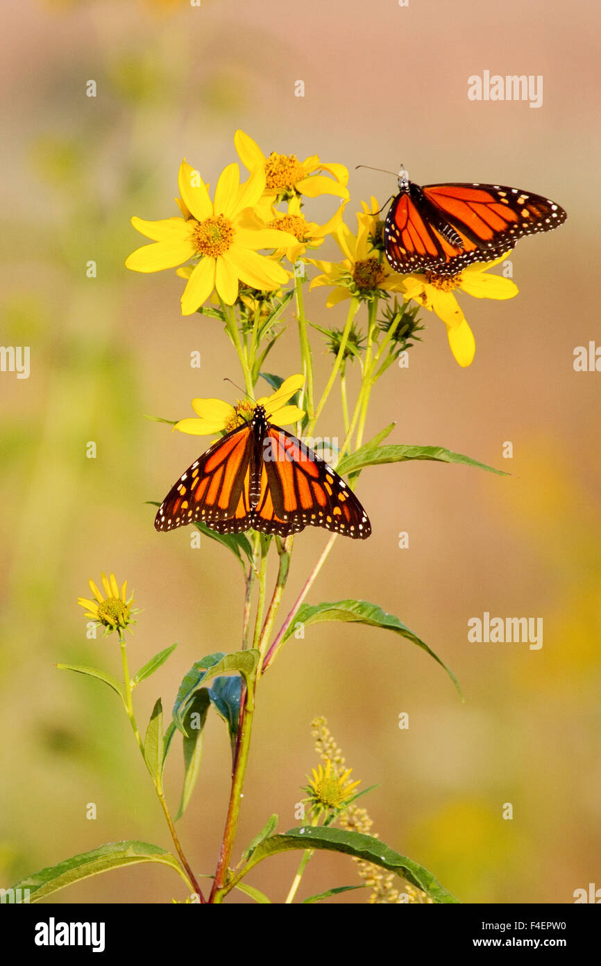 Due farfalle monarca (Danaus plexippus) su Butterweed (Senecio glabellus) prateria Ridge Stato Area Naturale Marion, Illinois, Stati Uniti d'America. Foto Stock