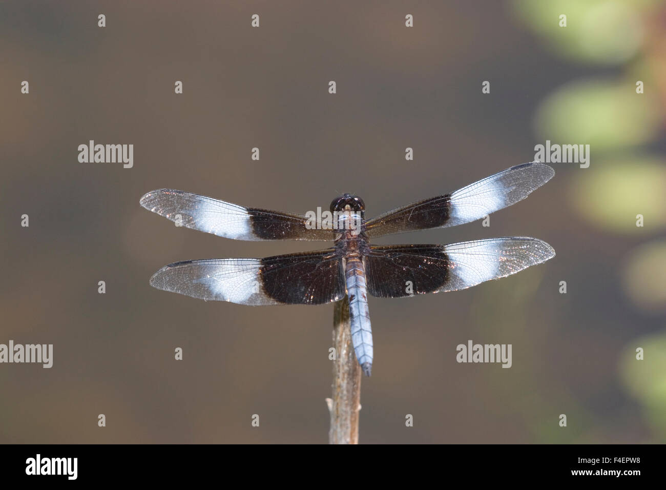 Vedova (Skimmer Libellula luctuosa) maschio, Ballard Centro Natura, Effingham, Illinois, Stati Uniti d'America. Foto Stock