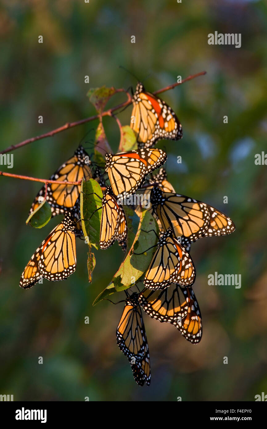 Farfalle monarca (Danaus plexippus) sono ' appollaiati sul ramo di albero, prateria Ridge Stato Area Naturale, Marion Co., IL Foto Stock