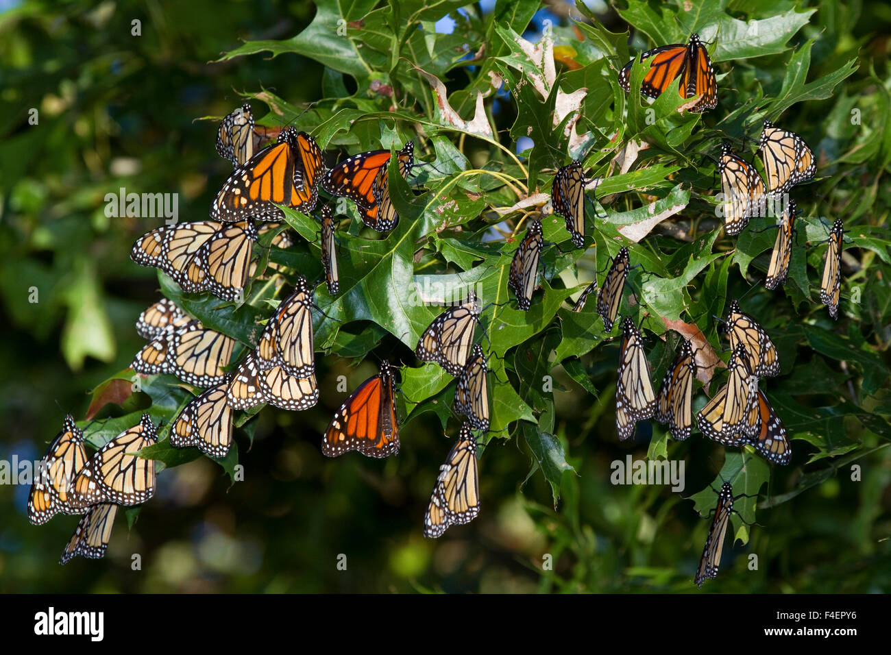 Farfalle monarca (Danaus plexippus) sono ' appollaiati sui rami di alberi, prateria Ridge Stato Area Naturale, Marion Co., IL Foto Stock