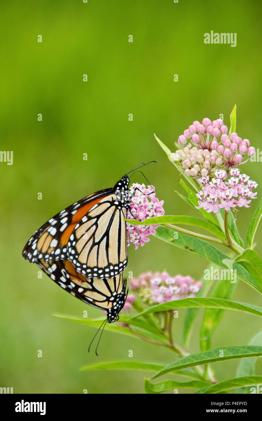 Farfalle monarca (Danaus plexippus) maschio e femmina su Swamp Milkweed (Asclepias incarnata) Marion Co., IL Foto Stock