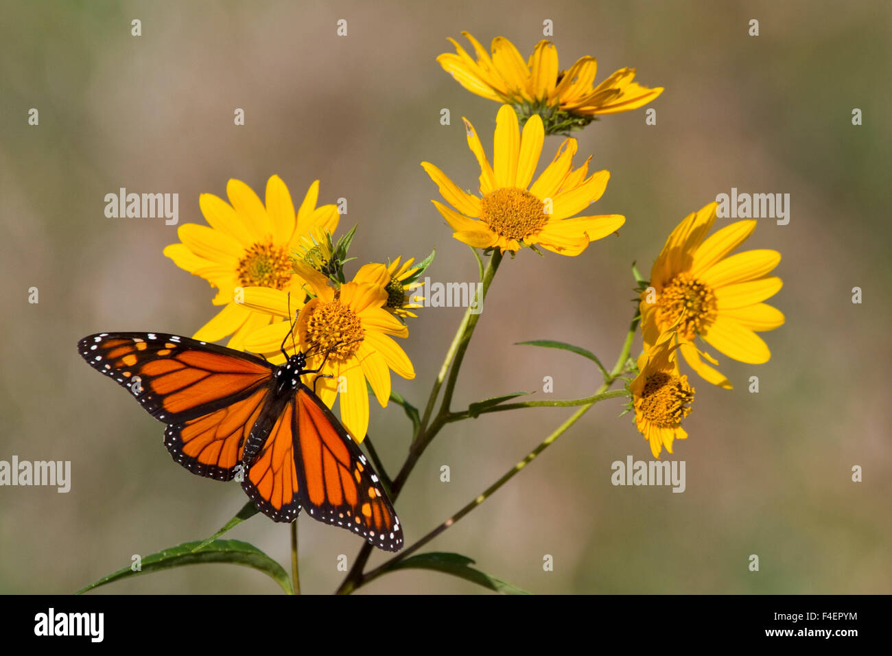 Farfalla monarca (Danaus plexippus) su Butterweed (Senecio glabellus) prateria Ridge Stato Area Naturale, Marion Co., IL Foto Stock