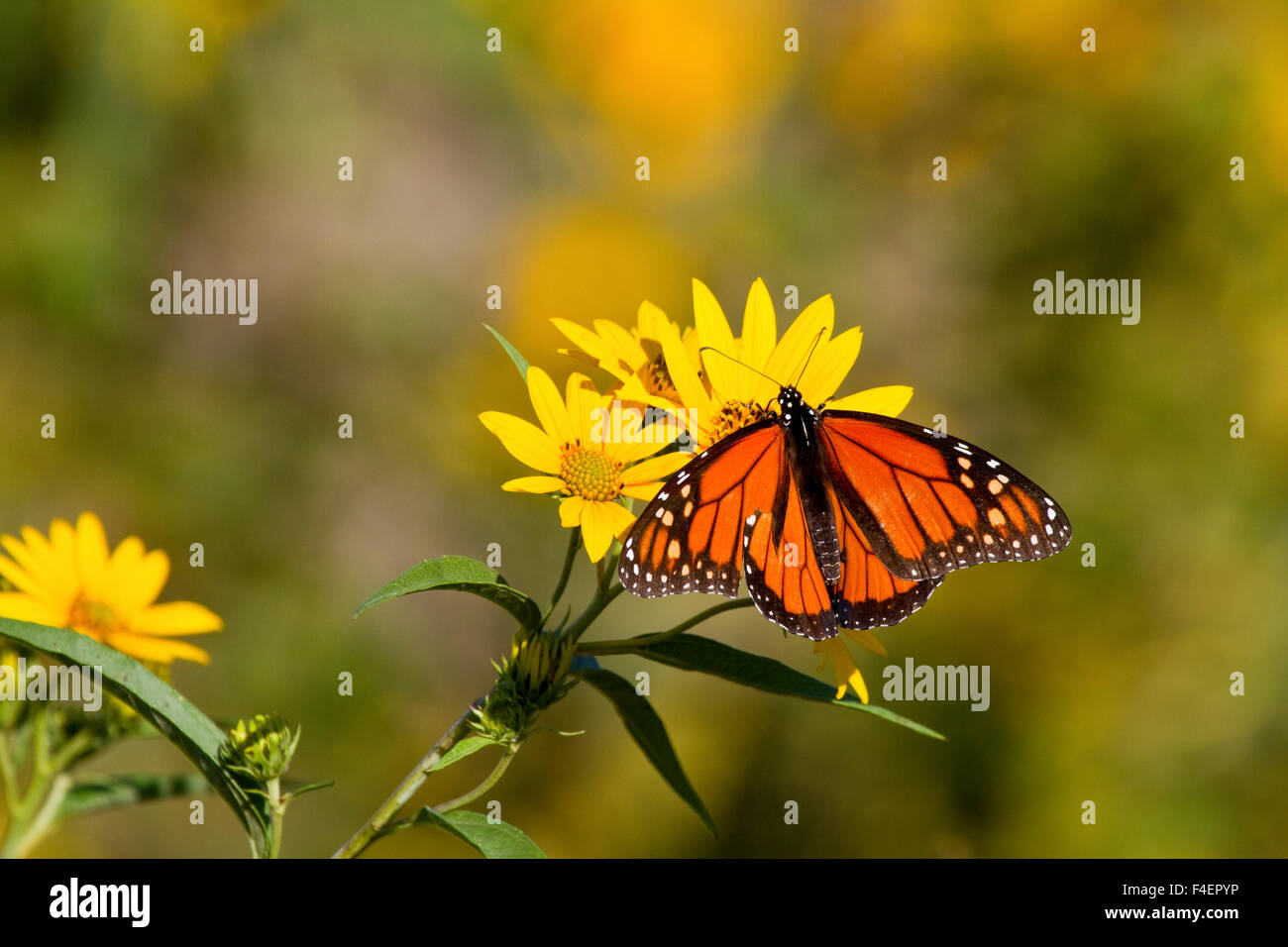 Farfalla monarca (Danaus plexippus) su Butterweed (Senecio glabellus) prateria Ridge Stato Area Naturale, Marion Co., IL Foto Stock