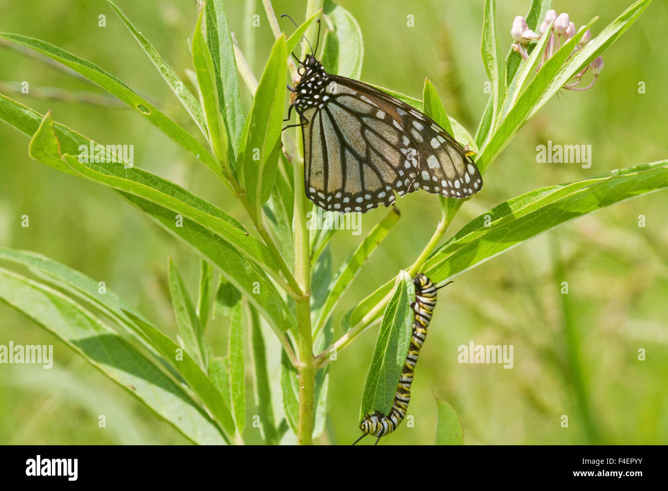 La Monarch (Danaus plexippus) farfalla e caterpillar larva sulla pianta ospite Milkweed palude (Asclepias incarnata) Marion Co., IL Foto Stock