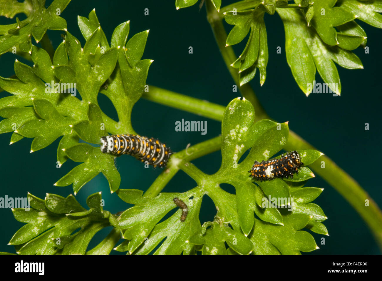 Nero a coda di rondine (Papilio polyxenes) caterpillar età (tre diverse dimensioni) su Prezzemolo, (Petroselinum crispum) Marion Co. IL Foto Stock