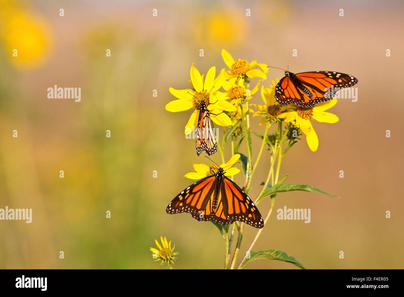 Tre farfalle monarca (Danaus plexippus) su Butterweed (Senecio glabellus) prateria Ridge Stato Area Naturale, Marion Co., IL Foto Stock